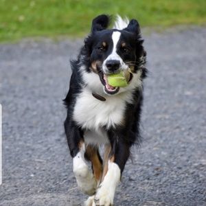 Meet your Posher, Ella